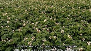 Картофель Джувел