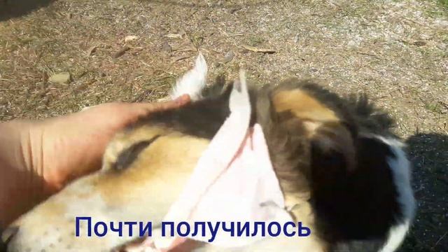 ЛАЙФХАК медицинская маска для питомца смотреть онлайн
