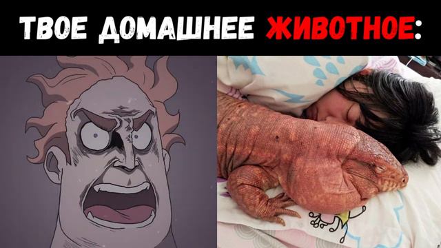 Твое домашнее животное | Злые Лица Мем