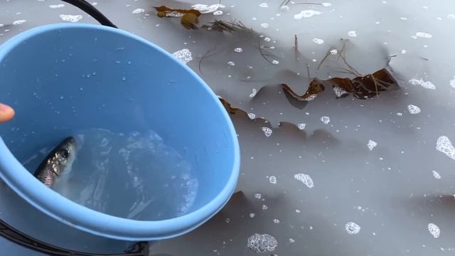Нерест сельди на Сахалине | ловлю ведром :) смотреть онлайн