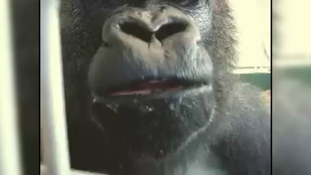 РАЗРАБАТЫВАЮ своего Telegram-бота знакомств на Python / Python с ИСКУСТВЕННЫМ интеллектом ChatGPT смотреть онлайн