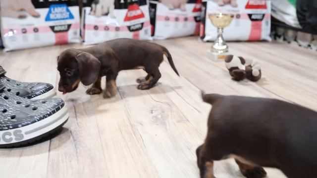 Wire-haired dachshunds caninchen, (Таксы жесткошерстные кроличьи). 2 months old. смотреть онлайн