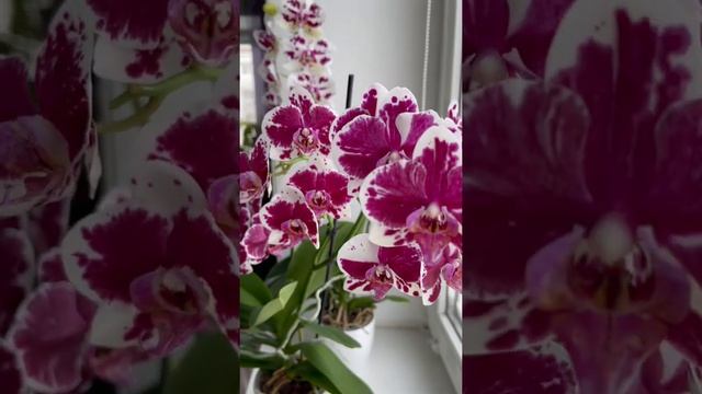 ?Целое облако цветов? смотреть онлайн