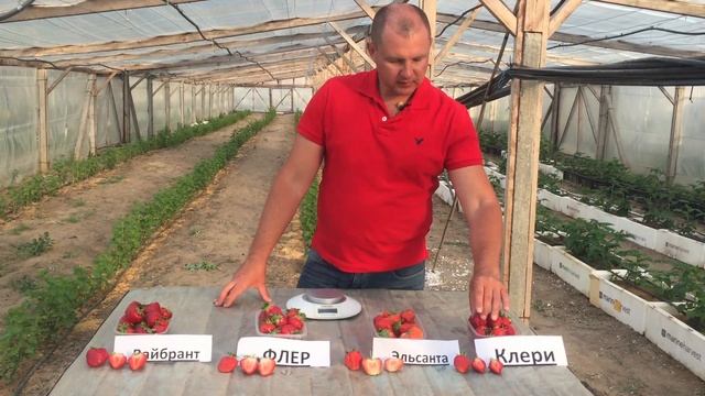 Видео обзор сортов клубники - Вайбрант, Флер, Ельсанта, Клери. смотреть онлайн