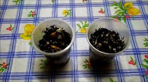 Как посадить Саподиллу