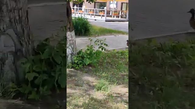 Дружная семейка смотреть онлайн
