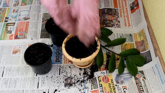 Замиокулькас из листового черенка. [Надежда и Мир] смотреть онлайн