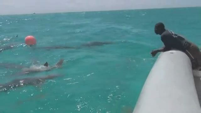 Карибские острова 3D Погружение с акулами 2012 Adventure Carribean 480 смотреть онлайн