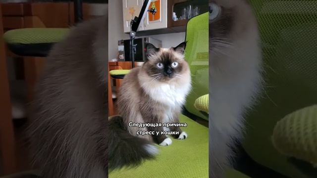 Вот почему кошка ходит мимо лотка смотреть онлайн