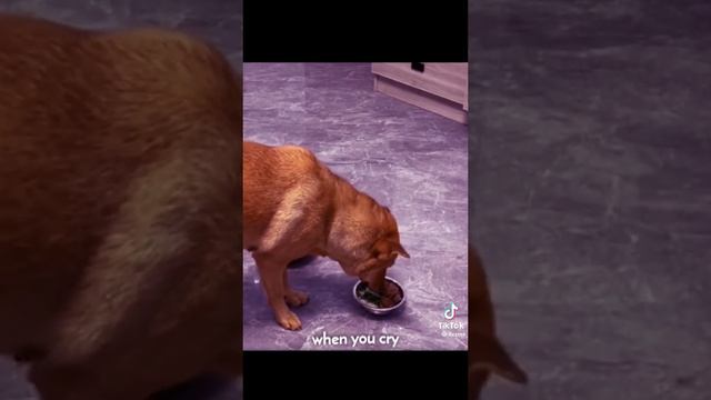 песик смотреть онлайн