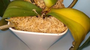 ОРХИДЕИ ГНИЛЬ ШЕЙКИ. ГНИЕТ СЕРДЦЕВИНА ОРХИДЕИ. ГНИЮТ КОРНИ ОРХИДЕИ, ГНИЮТ ЛИСТЬЯ У ОСНОВАНИЯ.