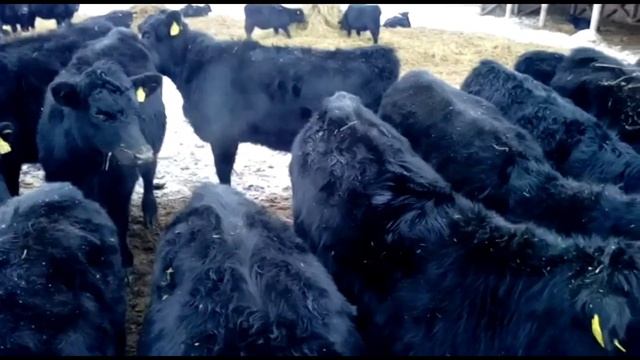 Абердин Ангус в продаже телки и нетели, продажа КРС в страны СНГ. Сельское хозяйство. Продажа ангус смотреть онлайн
