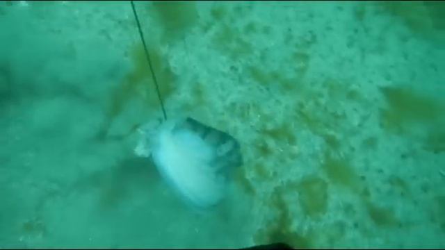 РЫБАЛКА И ПОДВОДНАЯ ОХОТА НОРВЕГИЯhttp://wild-fishing-norway.ru/ смотреть онлайн