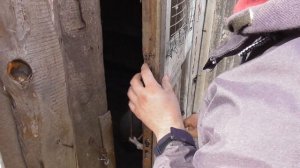 У Сергеича определяем где Голубь или Голубка