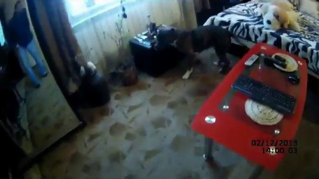 собака лазит по леснице смотреть онлайн