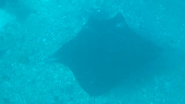 Giant Oceanic Manta Ray (Manta birostris) swimming below me смотреть онлайн