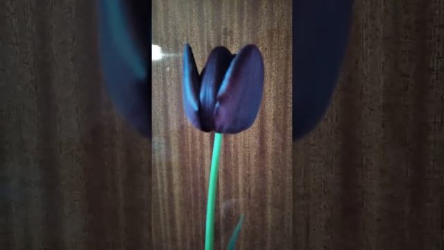 Tulipa Single Late "Queen of Night". Тюльпан Квін оф найт. смотреть онлайн