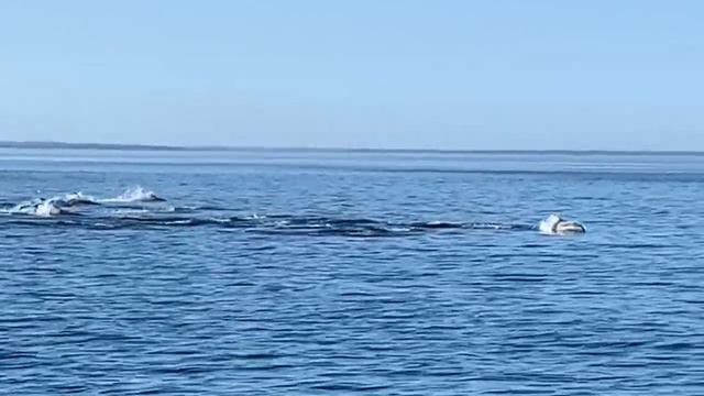 Сахалинец встретил косаток по пути на рыбалку от Охотского до Свободного смотреть онлайн