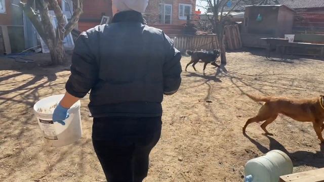 Нужен ли био туалет?//Будни приюта Преданное сердце смотреть онлайн