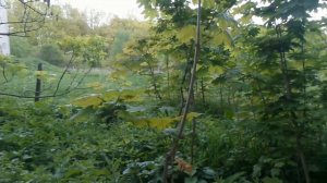 24.Утро.Цветут яблони.Ах, как поют соловьи!!!