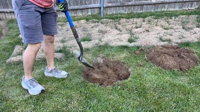 Planting a Dragon's Eye Red Pine! (Pinus Densiflora 'Oculus Draconis') | Joshua's Garden смотреть онлайн