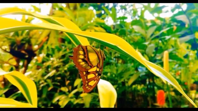 Расслабляющая музыка - Нежная лечебная музыка здоровья - успакоения для душы. Relaxing music. !!! смотреть онлайн