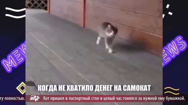 Mews News | Кот-экстремал, Мадонна и Яндекс смотреть онлайн