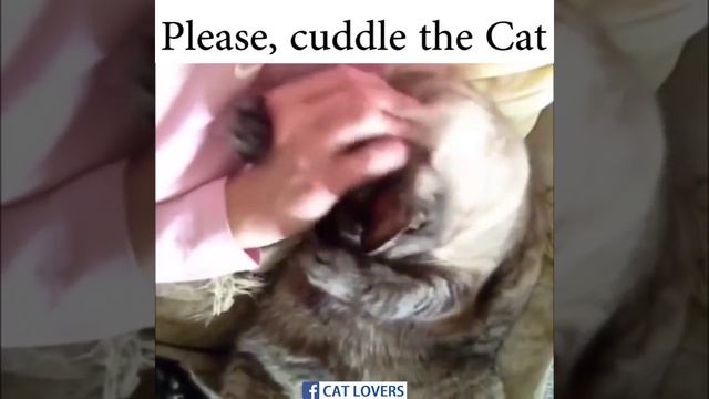 Погладь котика! смотреть онлайн