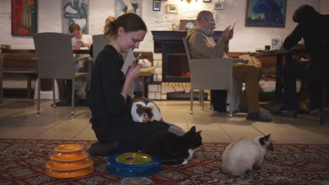 КОТИССИМО: Самое большое котокафе Москвы смотреть онлайн