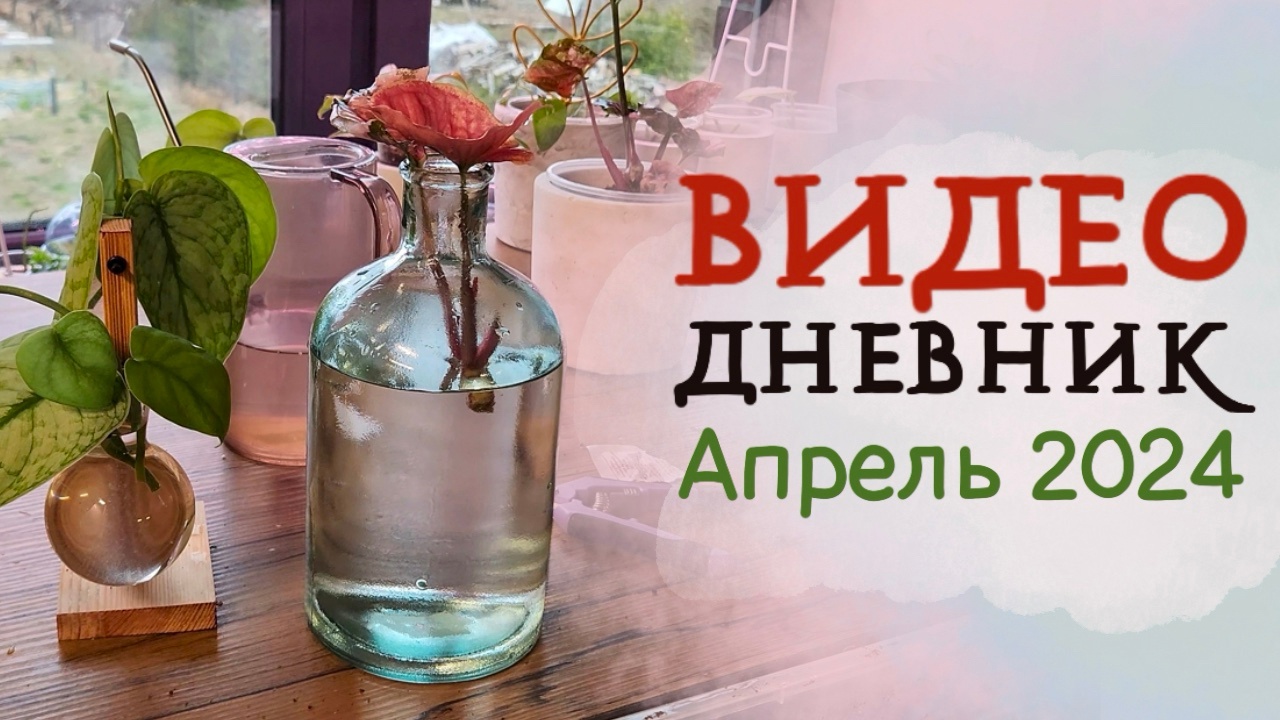 ВИДЕОДНЕВНИК цветовода | Апрель 2024 | Распаковка закупки из Тайланда! 💚 БУДНИ ЦВЕТОВОДА смотреть онлайн