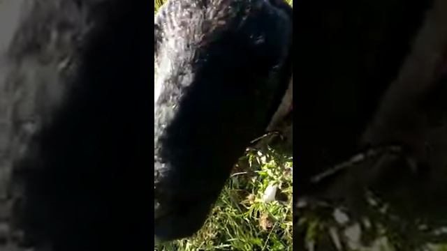 наш главный король - африканская мощь!!! смотреть онлайн