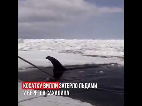 Спасение косатки Вилли смотреть онлайн