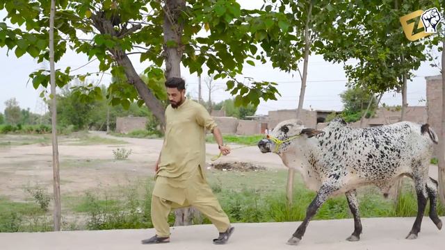 Mal mandi funny video |Eid Bakra| Zindabad vines Pashto funny video 2022 смотреть онлайн