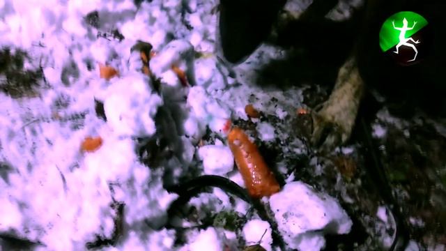 ПЬЯНЫЙ ЛИЗАРД НАШЕЛ САКРАМАРА В ЛЕСУ А ГЕРМЕС ОТКУСИЛ ЕМУ ЧЛEH! смотреть онлайн