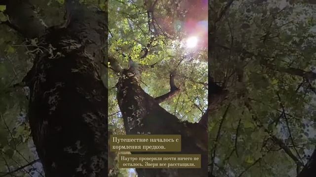 Про самый сильный мой базовый страх, муладхару чакру, связь с родом и силу! #ведьма #энергия #род смотреть онлайн