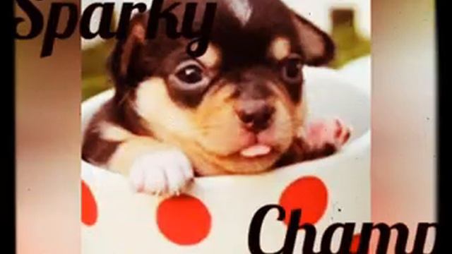 18 Cute Dog Names