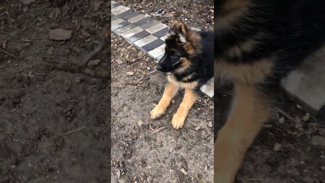 Мерзкая погода гулять не дает 😔 смотреть онлайн