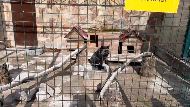 Лиса рыжая и чёрная! 😍 Парк Сормовский Нижний Новгород смотреть онлайн