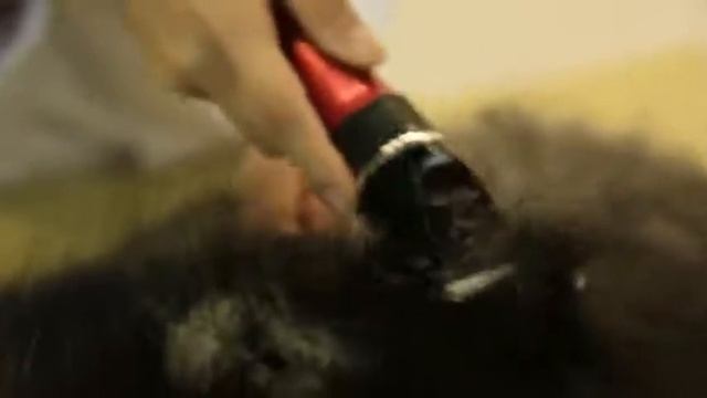 BAORUN P6 pet dog hair clipper смотреть онлайн