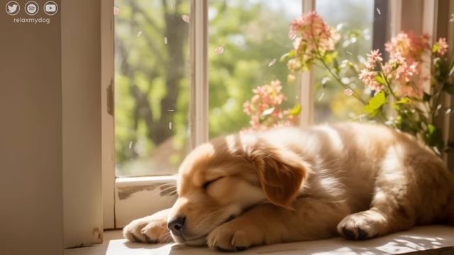EXTRA-RELAXING Music for Dogs 🐶 Eliminate Separation Anxiety! смотреть онлайн