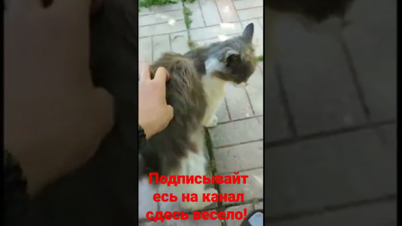 кот любит ласку! смотреть онлайн