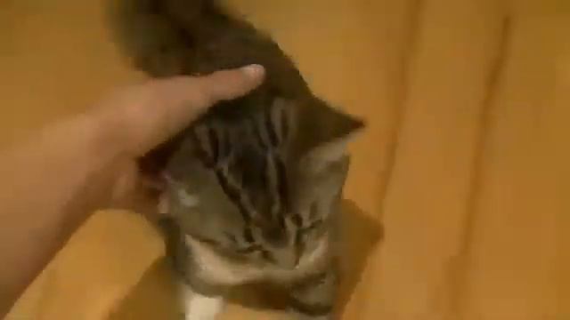 Мурлыкающий киса смотреть онлайн