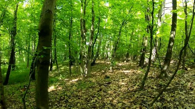 ГРИБНЫЕ ПОХОДЫ в мае 2021.ВЕСЕННИЕ ГРИБЫ.Кайфовый поход за грибами.ВЕСНА 2021 смотреть онлайн