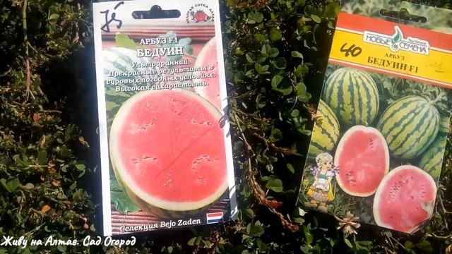 Стройка Хиты