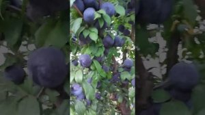 Диплоидная слива Анжелино