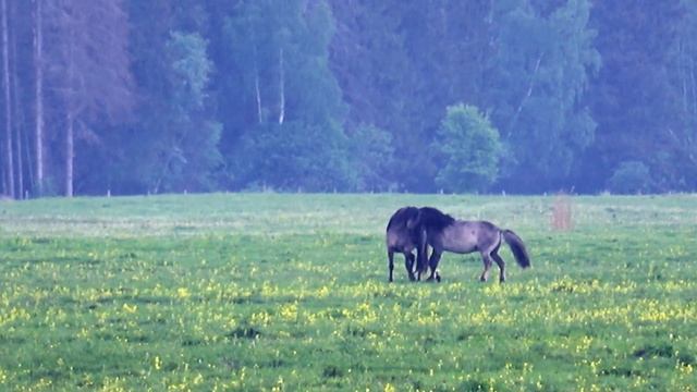 Национальный парк КЕМЕРИ (третья серия) смотреть онлайн