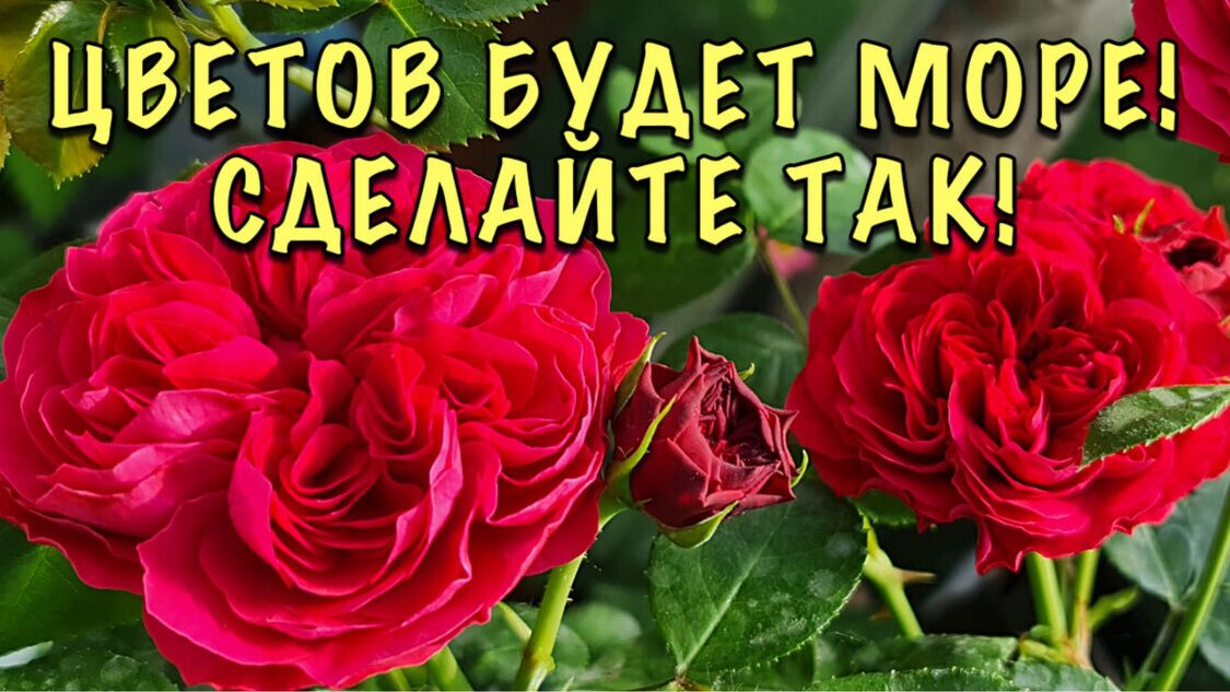 СРОЧНО! Розы НА БУТОНАХ! Пора кормить ВЗРЫВАТЕЛЕМ ЦВЕТЕНИЯ! смотреть онлайн