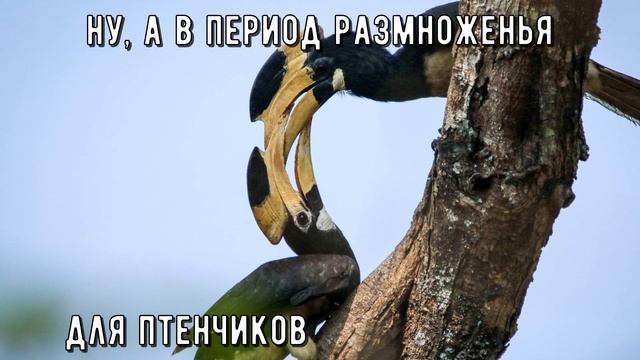 Индийская птица-носорог смотреть онлайн