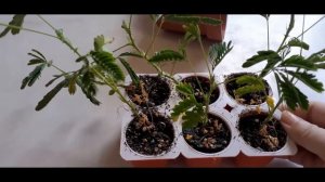 Мимоза от посева до цветения!