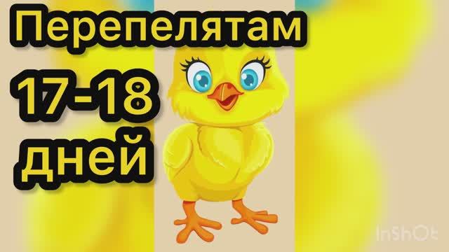 Перепелятам 17-18 дней смотреть онлайн